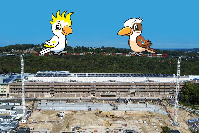 JHHIP_Name_the_Crane_graphic1-(1).jpg